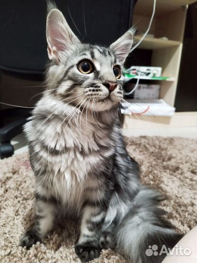 Котенок мейн-кун