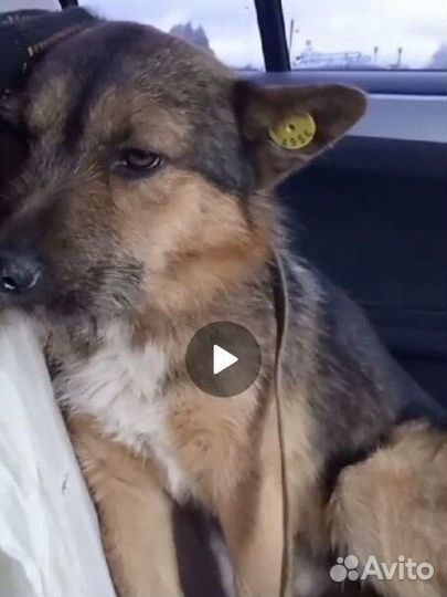 Собака кобель ищет дом