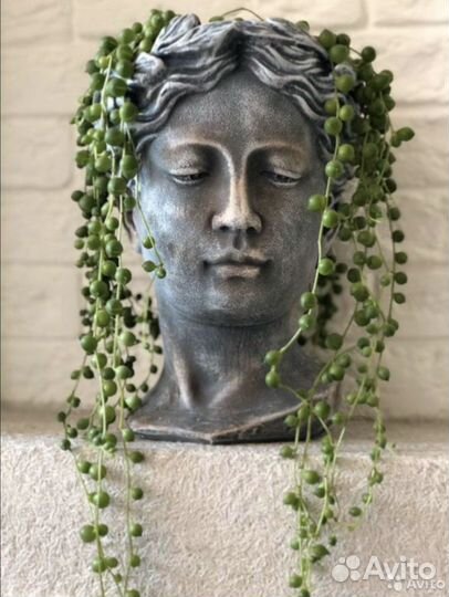 Сенецио-крестовник Роули/Геррейна