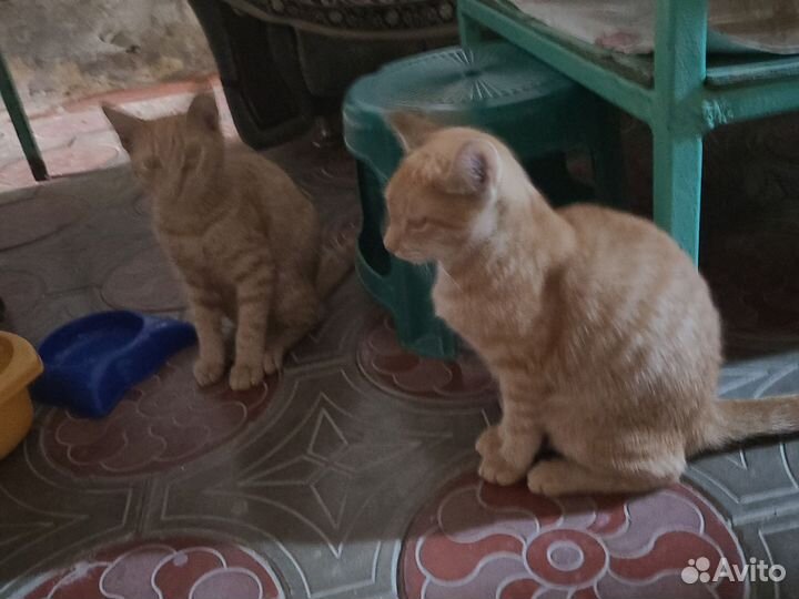 Котята в дар бесплатно