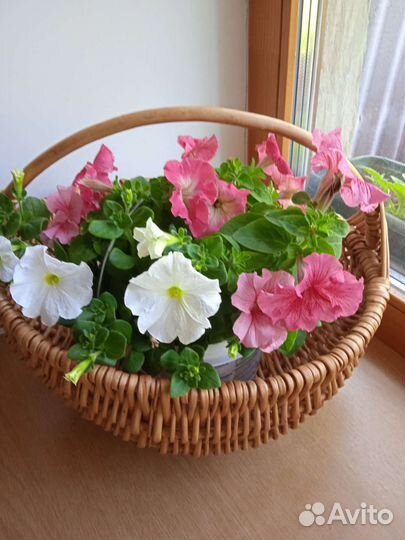Корзина из лозы с петуниями