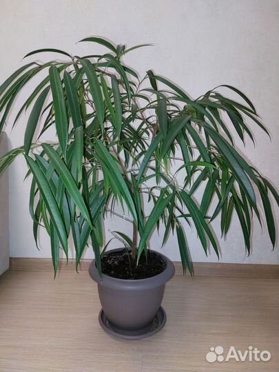 Фикус биннедика