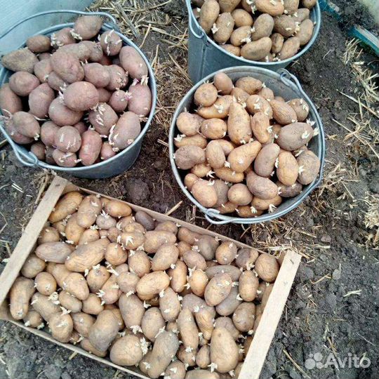 Семенной картофель