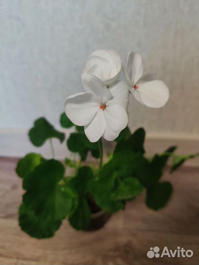 Пеларгония герань