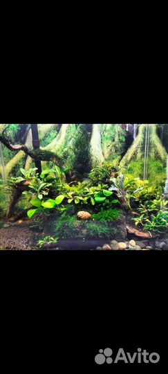 Буцефаландры