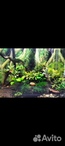 Буцефаландры