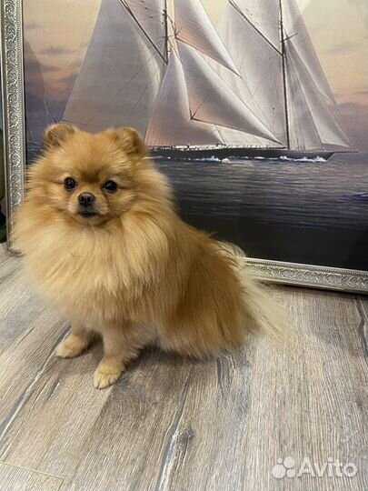 Вязка Кляйншпиц