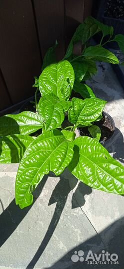 Пассифлора маракуйя