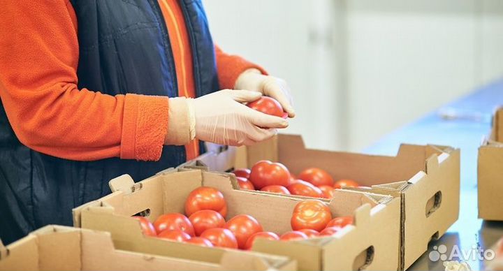 Фасовщица на овощебазу вахта Тверь