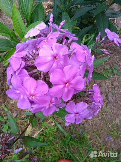 Флоксы сортовые многолетние цветы