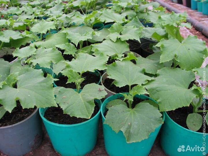 Скороспелый Крак F1 Польша 36 дней