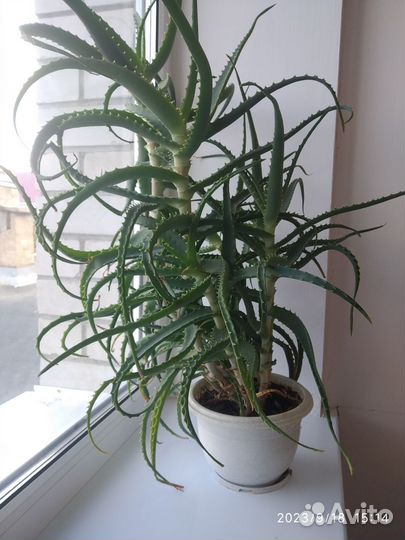 Алоэ лечебный