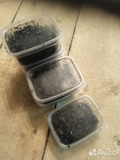 Черви для рыбалки