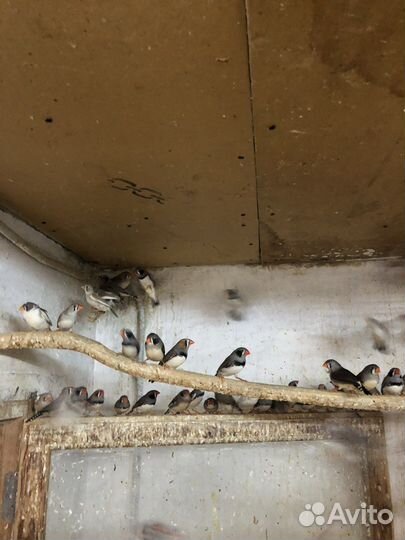 Амадины (Рисовые, зебровые, японские)