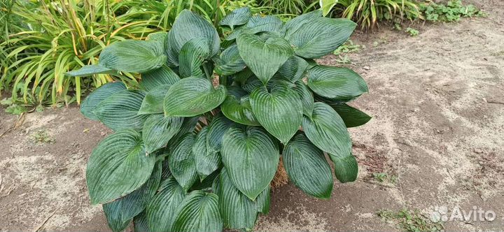 Юкка садовая/ хоста/традесканция