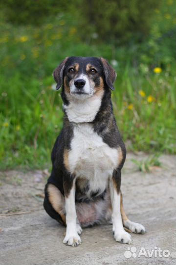 Лапа - собака компаньон 50 см