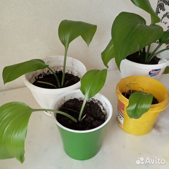 Эухарис амазонская лилия