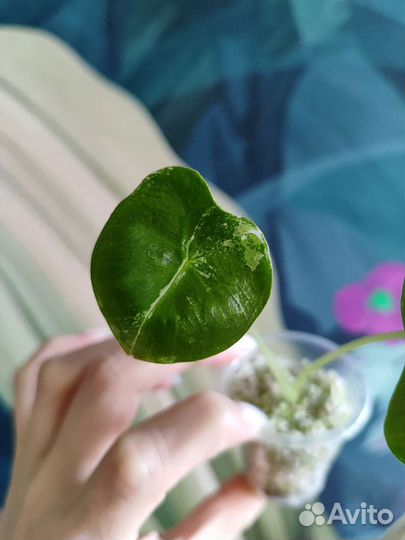 Алоказия фрайдек (Alocasia frydek)