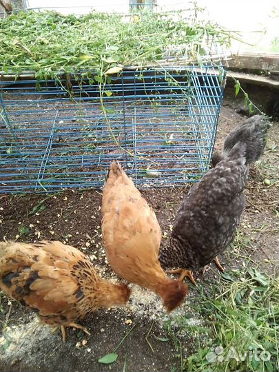 Цыплята Русская Хохлатая