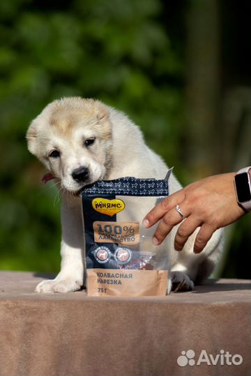 Сао алабай девочка