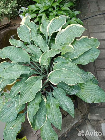 Хоста, и другие садовые растения