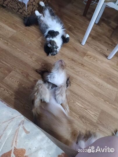 Собака в добрые руки