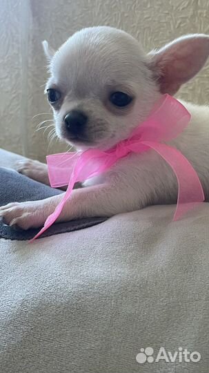 Супер мини чихуахуа