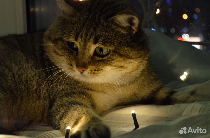 Мише нужен дом, подробности в лс