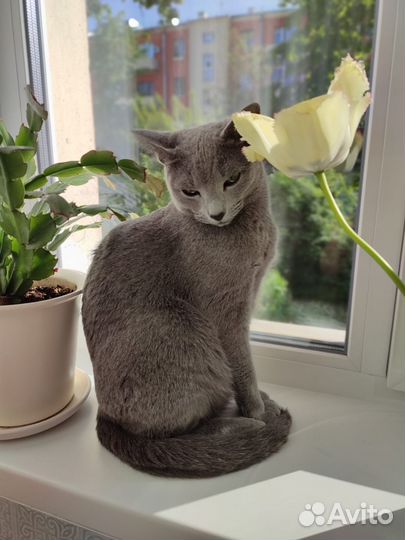 Кот в добрые руки