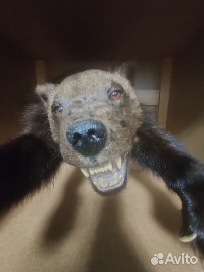 Чучело рассомахи на медальоне