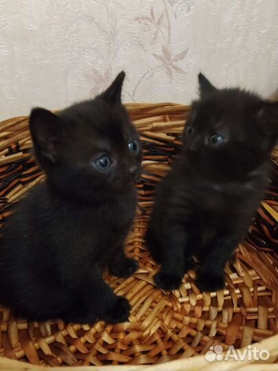 Британская