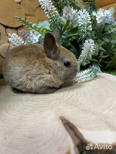 Кролик карликовый рэкс из питомника