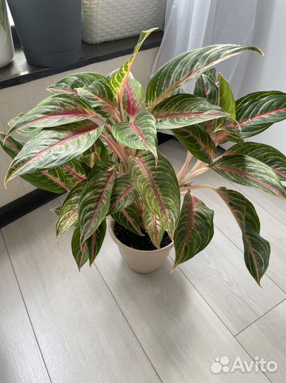 Аглаонема разные