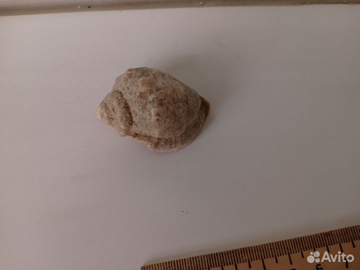 Ракушка морская. Цена за все