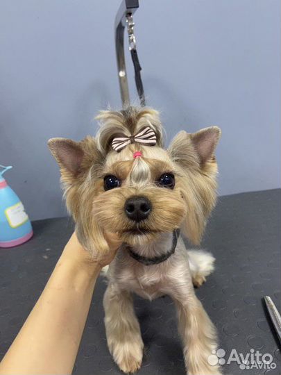 Груминг (стрижка) собак и кошек