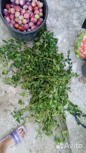 Слива 70 р, Яблоки дачные 40, мята