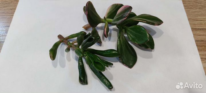 Крассулла Триколор и Коралл (толстянка)