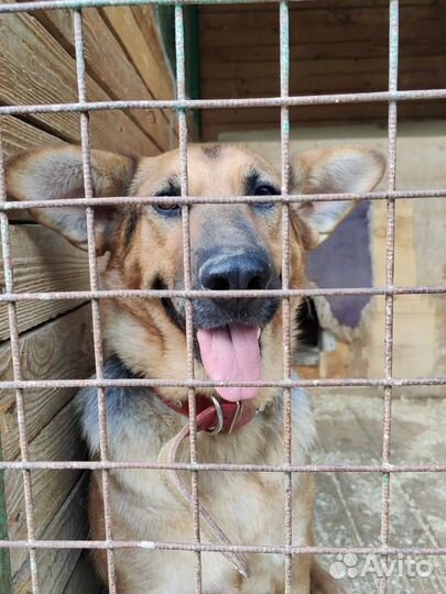 Дружелюбная спокойная рыжая собака из приюта в дар