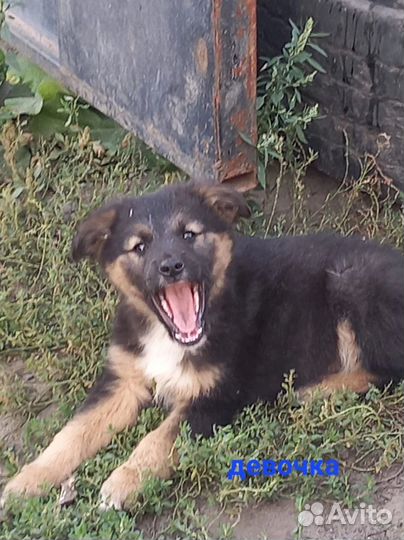 Щенки бесплатно