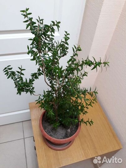 Комнатные растения