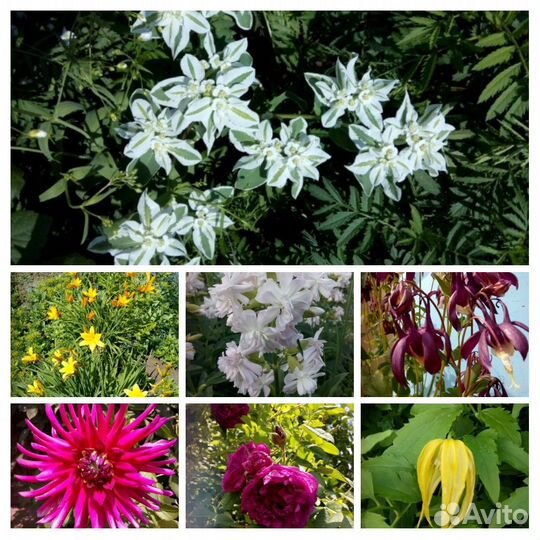 Многолетние цветы