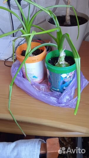 Индийский лук-оружие против боли