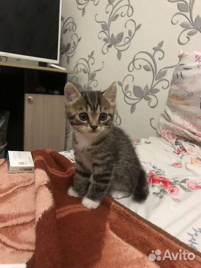 Котенок отдам в добрые руки