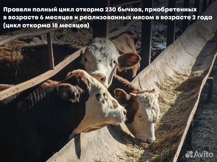 Инвестиции в сельское хозяйство. От 35 годовых