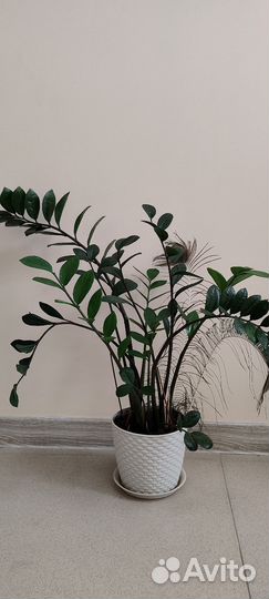 Замиокулькас роскошный