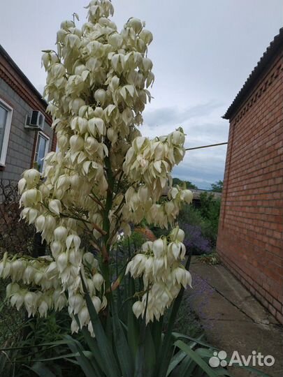 Юкка нитчатая