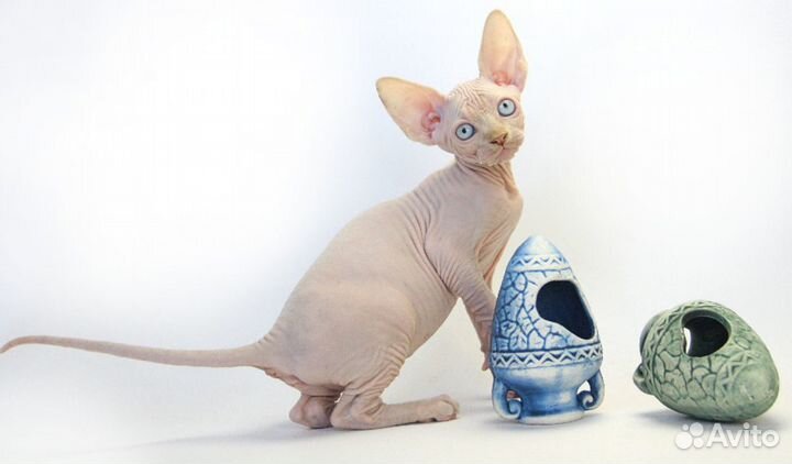 Живут на земле существа неземной красоты Барбарики