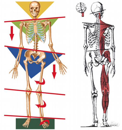 FDM Массаж лучше чем Мануальный терапевт