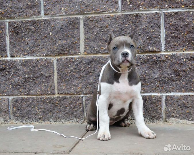 Американский булли тип XL