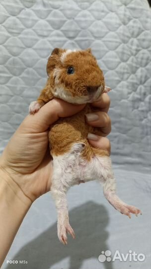 Американский Тэдди